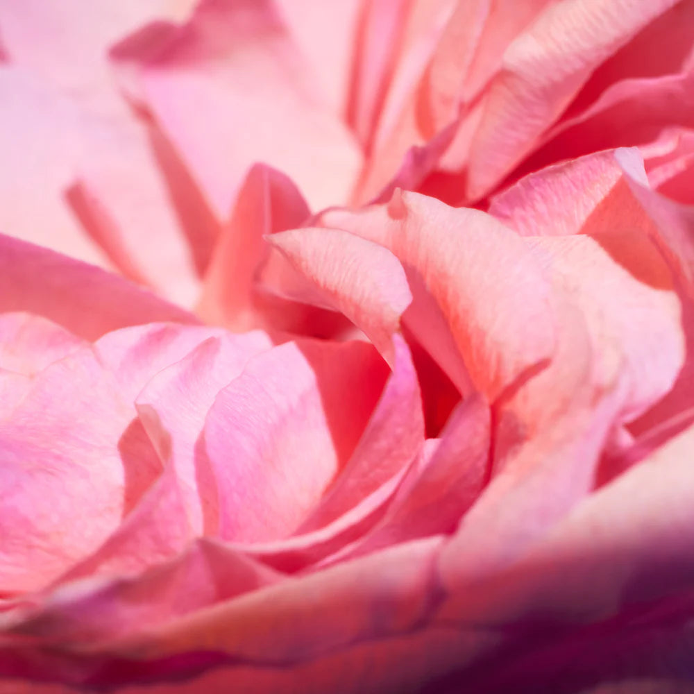 Kayali Oudgasm Rose Oud | 16 Bakhoor